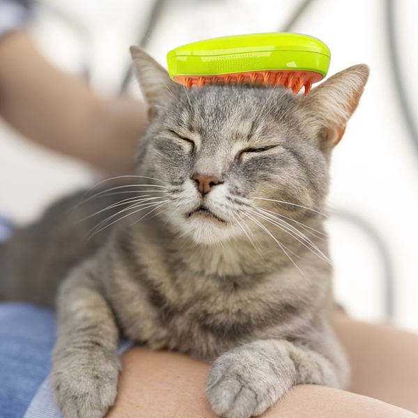 Brosse à Vapeur de toilettage pour Chat